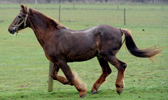 The Oldest Horse On Record